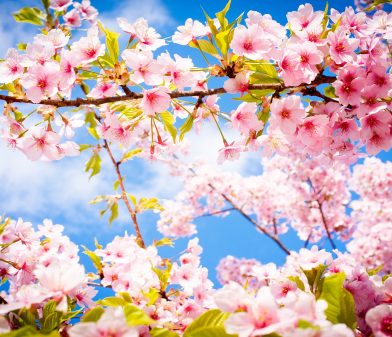 Best-Spring-1